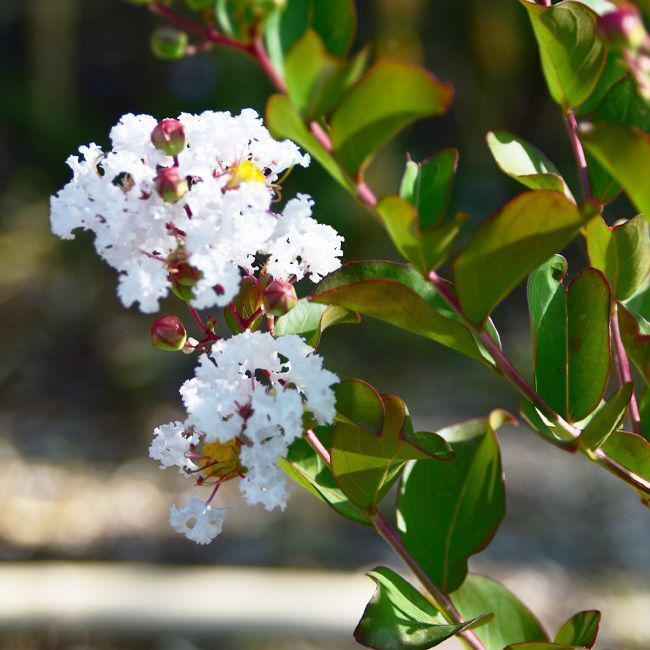 Lagerstroemia 'Neige d'été' - 15L