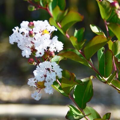 Lagerstroemia 'Neige d'été' - 15L