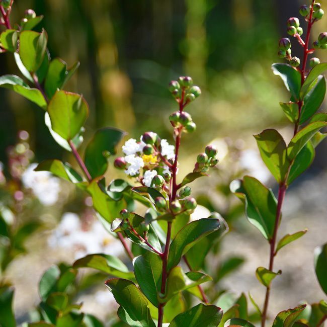 Lagerstroemia 'Neige d'été' - 50L