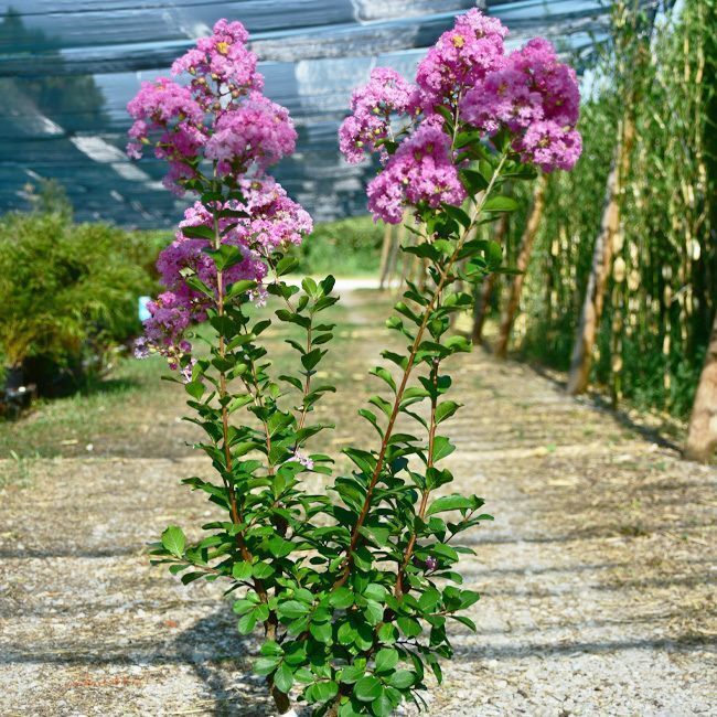Lagerstroemia 'Rose Thé' - 15L
