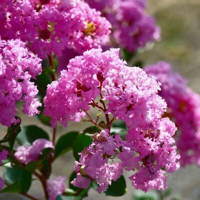 Lagerstroemia 'Rose Thé' - 15L