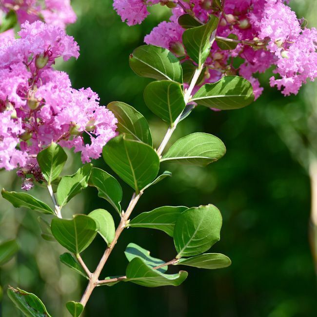 Lagerstroemia 'Rose Thé' - 15L