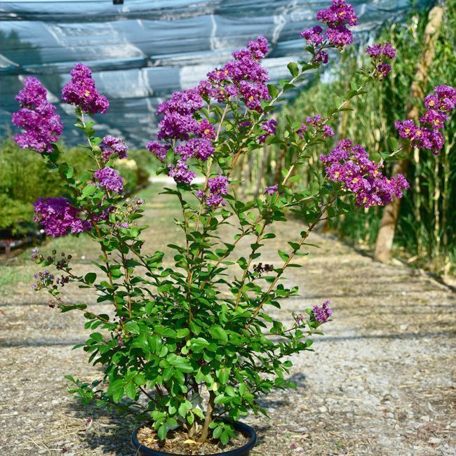 Lagerstroemia 'Violet d'été' - 50L