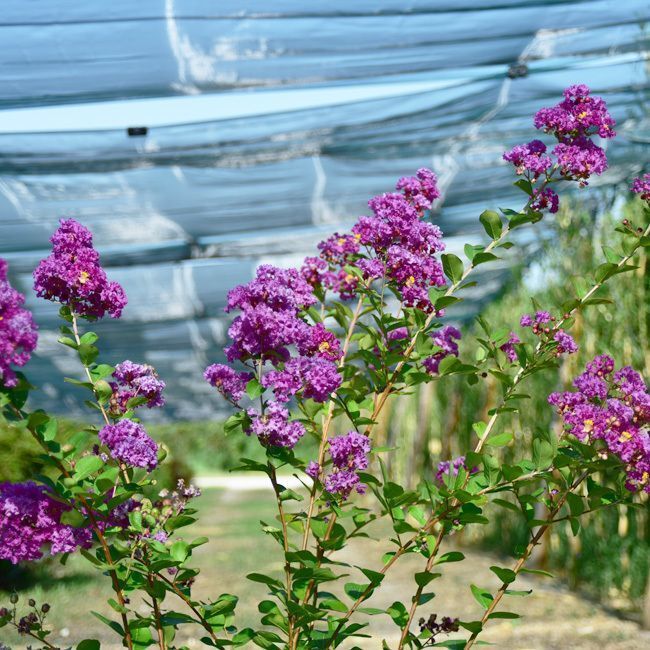 Lagerstroemia 'Violet d'été' - 50L