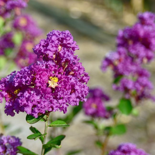 Lagerstroemia 'Violet d'été' - 50L