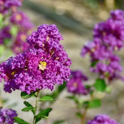 Lagerstroemia 'Violet d'été' - 50L