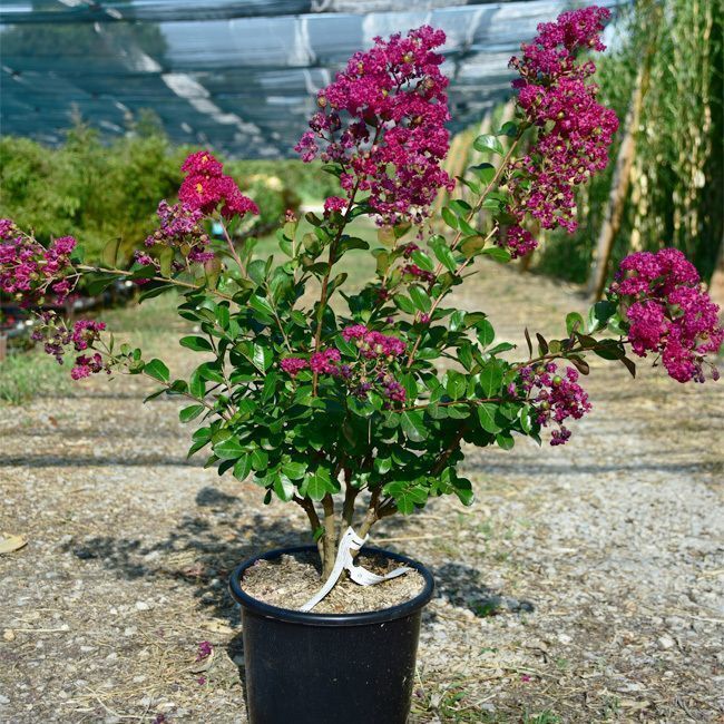Lagerstroemia 'Braise d'été' 15L