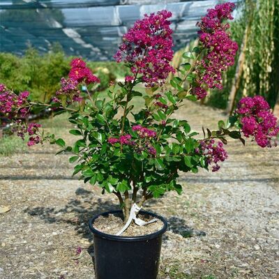 Lagerstroemia 'Braise d'été' 15L