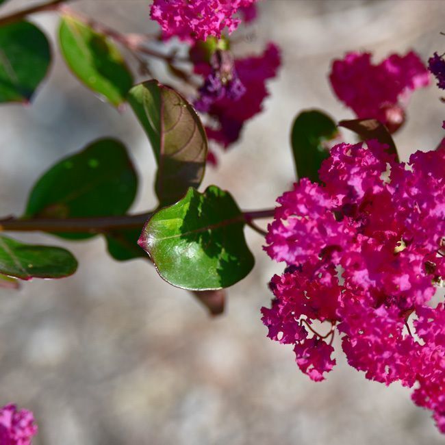 Lagerstroemia 'Braise d'été' 15L