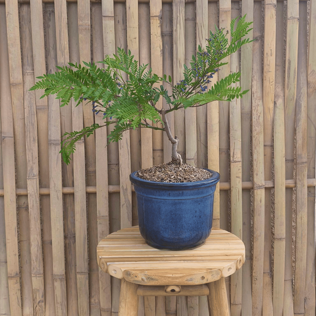 Jacaranda mimosifolia ‘Bonsai Blue’