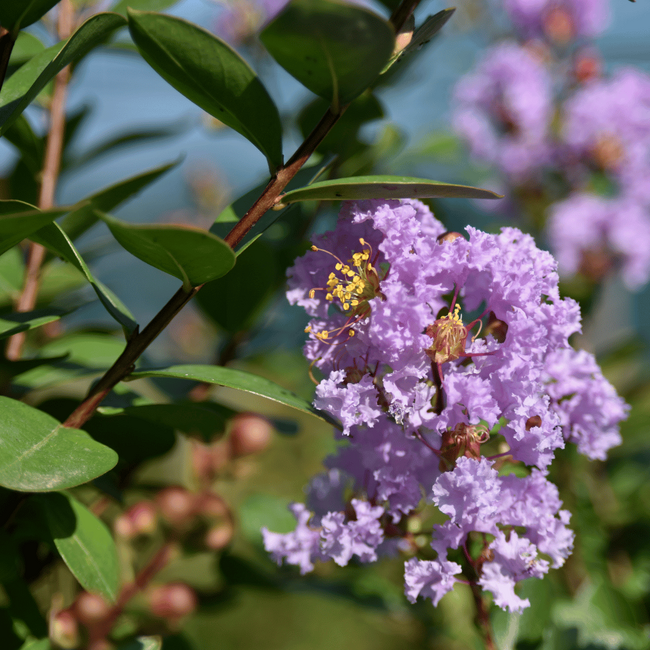 Lagerstroemia 'Camaïeu d'été'