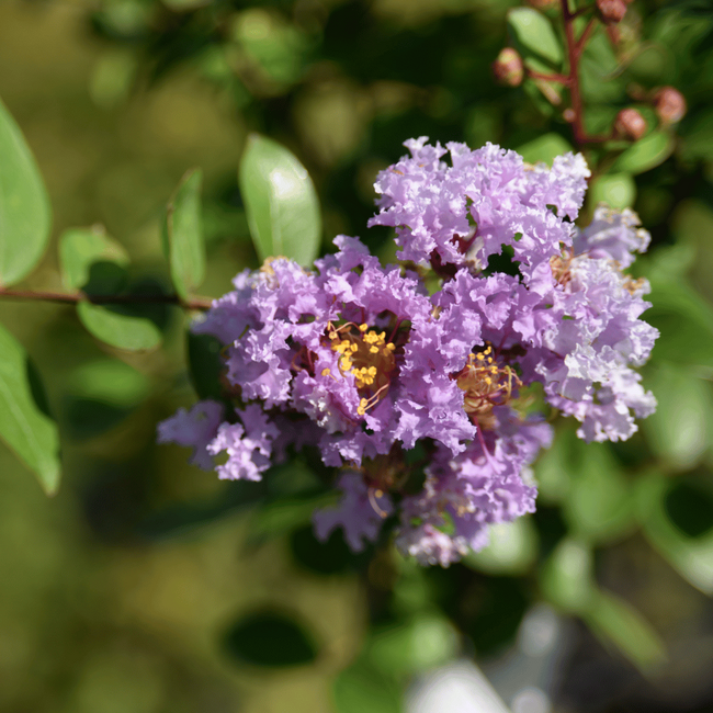 Lagerstroemia 'Camaïeu d'été'