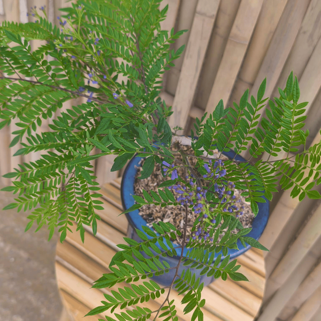 Jacaranda mimosifolia ‘Bonsai Blue’