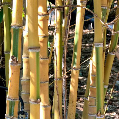 PHYLLOSTACHYS aurea 'Koi'