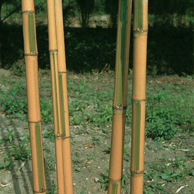 PHYLLOSTACHYS aurea 'Koi'