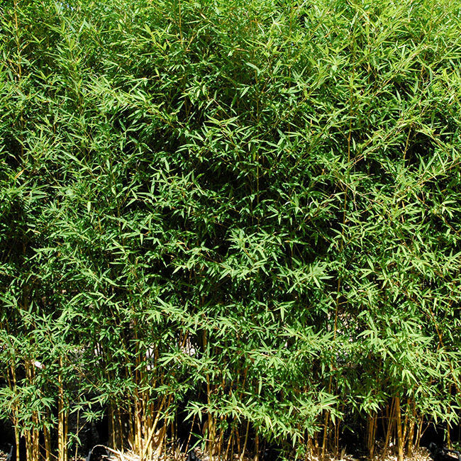 PHYLLOSTACHYS aurea 'Koi'