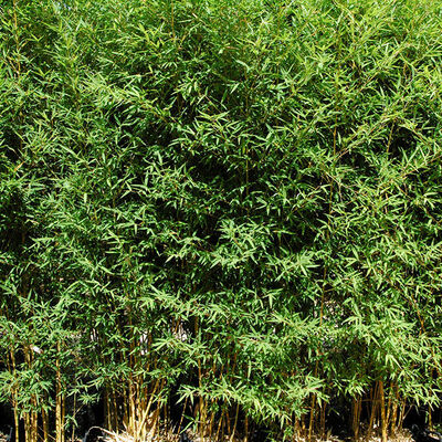 PHYLLOSTACHYS aurea 'Koi'