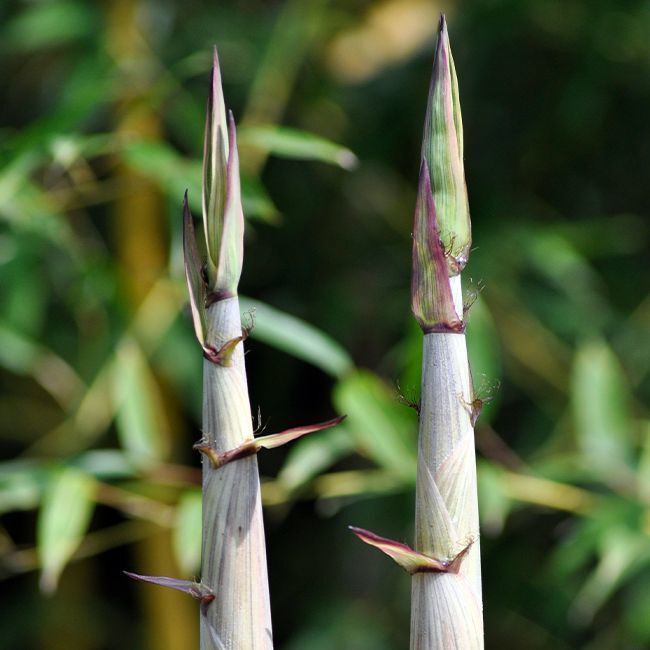 PHYLLOSTACHYS aureosulcata 'Spectabilis'