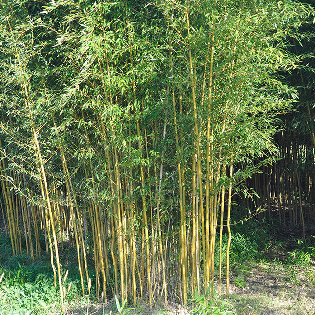 PHYLLOSTACHYS aureosulcata 'Spectabilis'