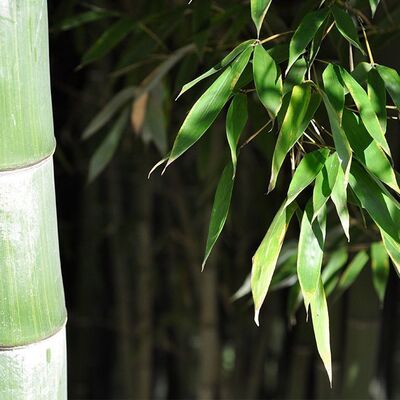 PHYLLOSTACHYS dulcis