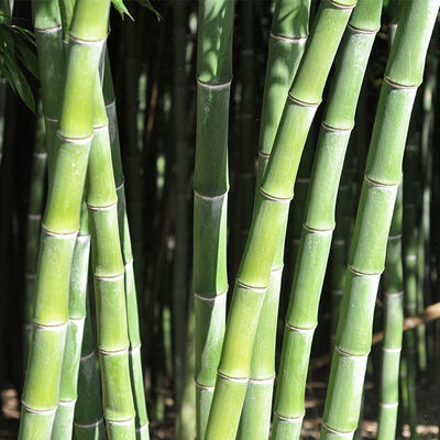 PHYLLOSTACHYS dulcis