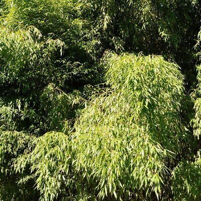 PHYLLOSTACHYS flexuosa