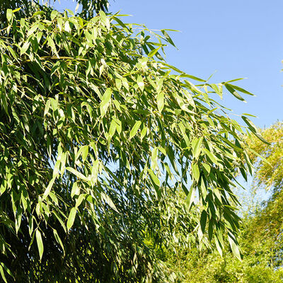 PHYLLOSTACHYS flexuosa