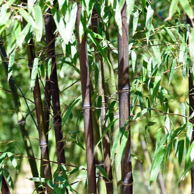 PHYLLOSTACHYS nigra