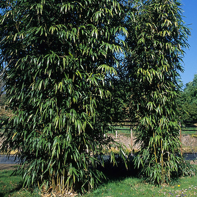 PSEUDOSASA amabilis 'Tenuis'