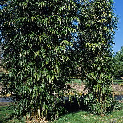 PSEUDOSASA amabilis 'Tenuis'