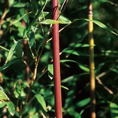 SEMIARUNDINARIA makinoi