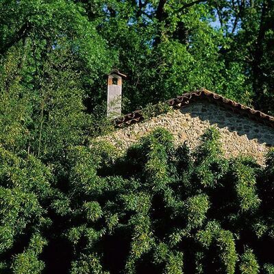 SEMIARUNDINARIA makinoi