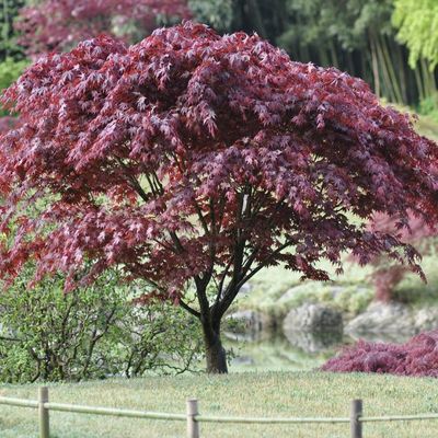 Acer palmatum 'Bloodgood'