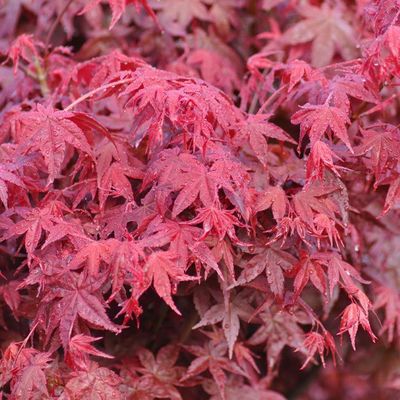 Acer palmatum 'Deshojo'