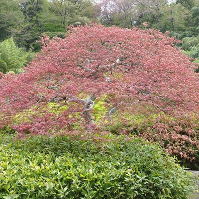 Acer dissectum 'Crimson Queen'