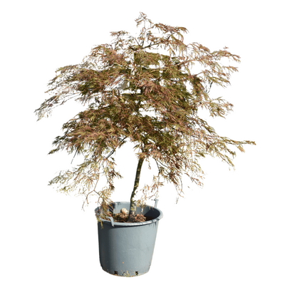 Acer palmatum dissectum 'Inaba-Shidare'