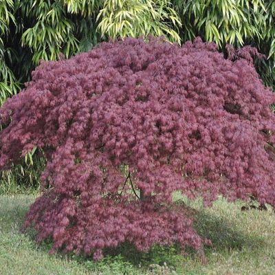 Acer palmatum dissectum 'Inaba-Shidare'