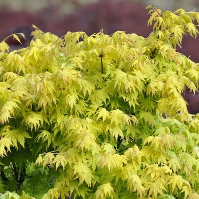 Acer palmatum 'Orange Dream'