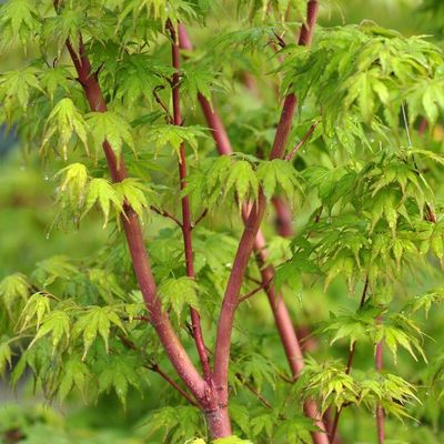 Acer palmatum 'Sango-Kaku'
