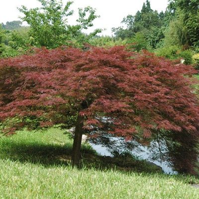 Acer palmatum dissectum 'Paul Garnet'