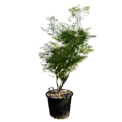 Acer palmatum 'Scolopendrifolium'