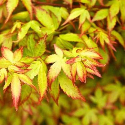 Acer palmatum 'Little Princess'