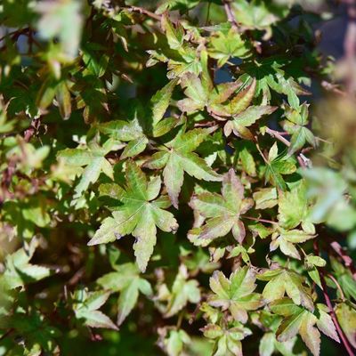 Acer palmatum 'Beni Hime'