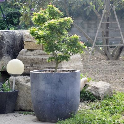 Acer palmatum 'Mikawa Yatsubusa'