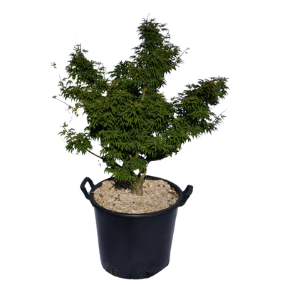 Acer palmatum 'Shishigashira'