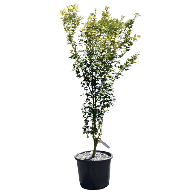 Acer shirasawanum 'Aureum''