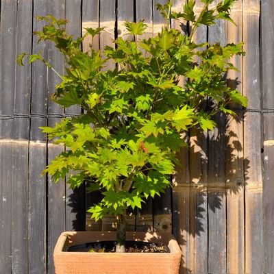 Acer shirasawanum 'Autumn Moon'