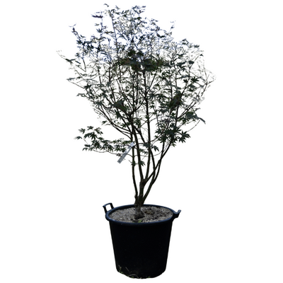 Acer palmatum 'Bloodgood'