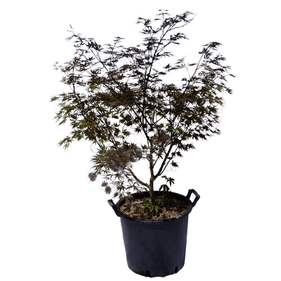 Acer palmatum 'Burgundy Lace'