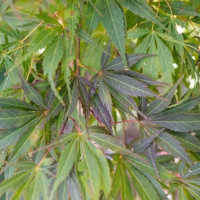 Acer palmatum 'Burgundy Lace'
